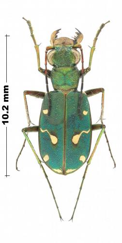 Cicindela campestris suffriani